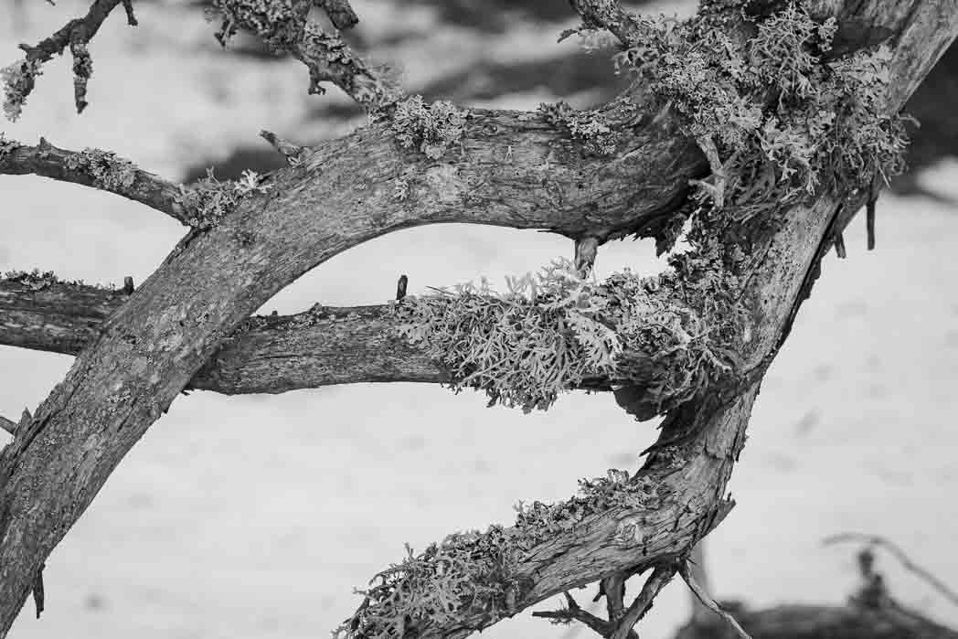 Mustavalkoinen kuva kolmihaaraisesta männyn oksasta. Oksat ovat kietoutuneet toistensa ympärille.