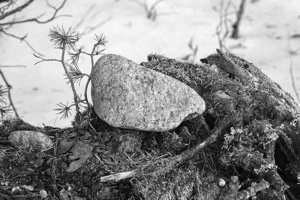 Mustavalkoinen kuva, jossa on pieni kivi mättäällä yhdessä oksan ja pienen männyntaimen kanssa.