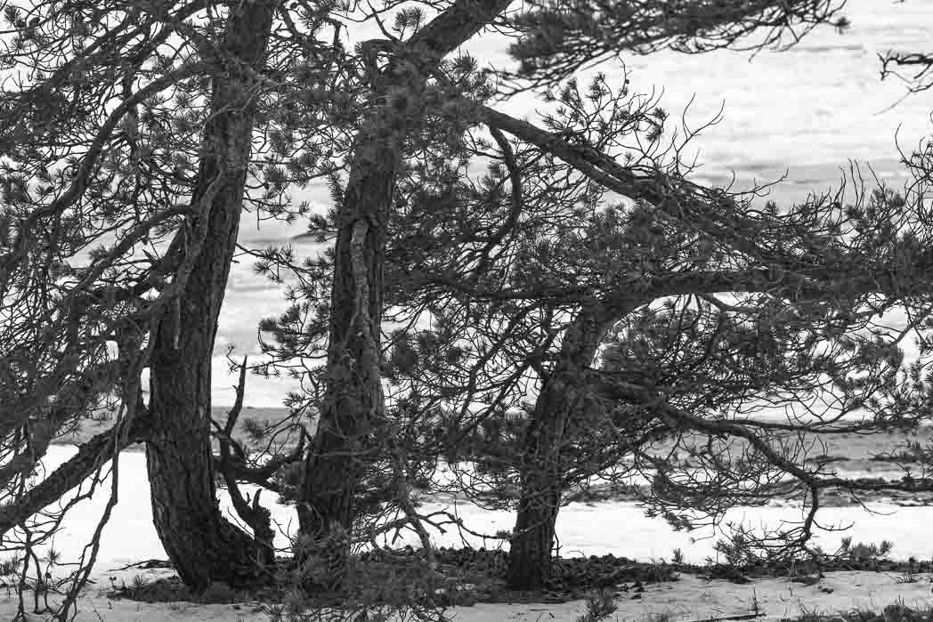 Mustavalkoinen kuva, jossa on kolme pientä, tuulessa taipunutta mäntyä.