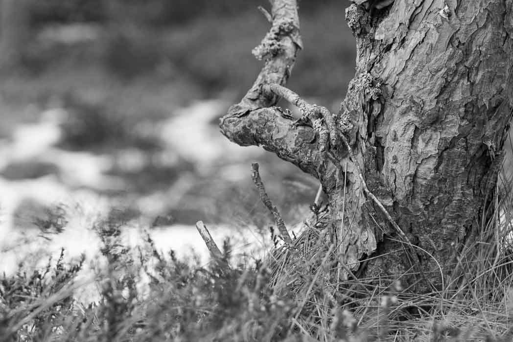 Mustavalkoinen lähikuva männyn rungosta maantasalta. Yksityiskohtana on vinoon sojottava oksa.